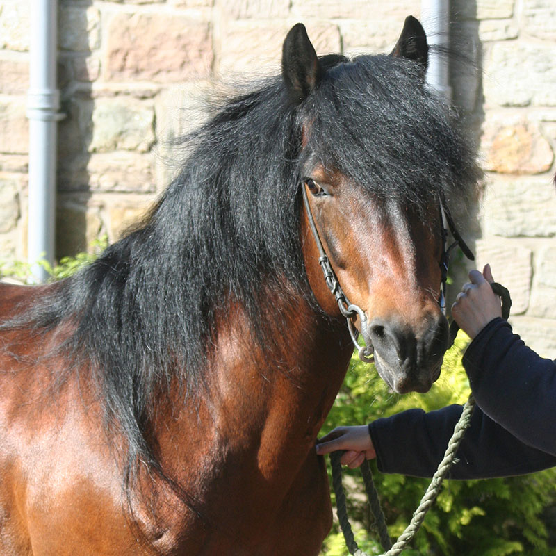 Bronze Horse Sculpture Commissions Image