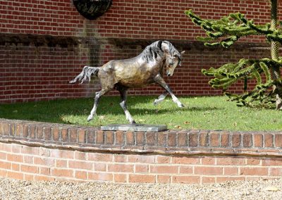 Icarus Welsh Cob