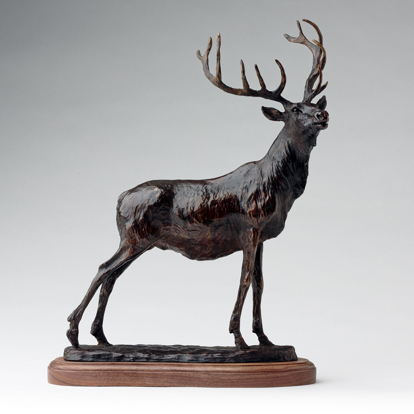 Bronze Elk Sculpture, Limited Edition